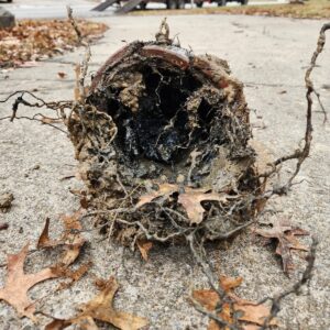 A pipe clogged with leaves, dirt, and debris that our team of experts can fix with sewer line repair in Lee’s Summit.